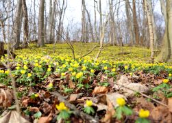 Winterlinge  Gelbe Pracht In Jena 2024 16